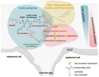 The Complex Architecture of Plant Cuticles and Its Relation to Multiple Biological Functions